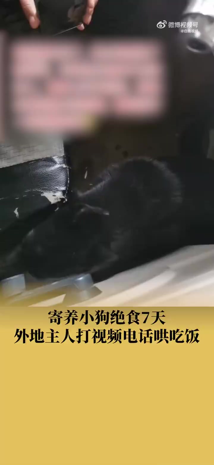 「主人外出打视频哄绝食7天小狗吃饭」长时间外出你会如何安置宠物 10月27日,河南商丘。寄