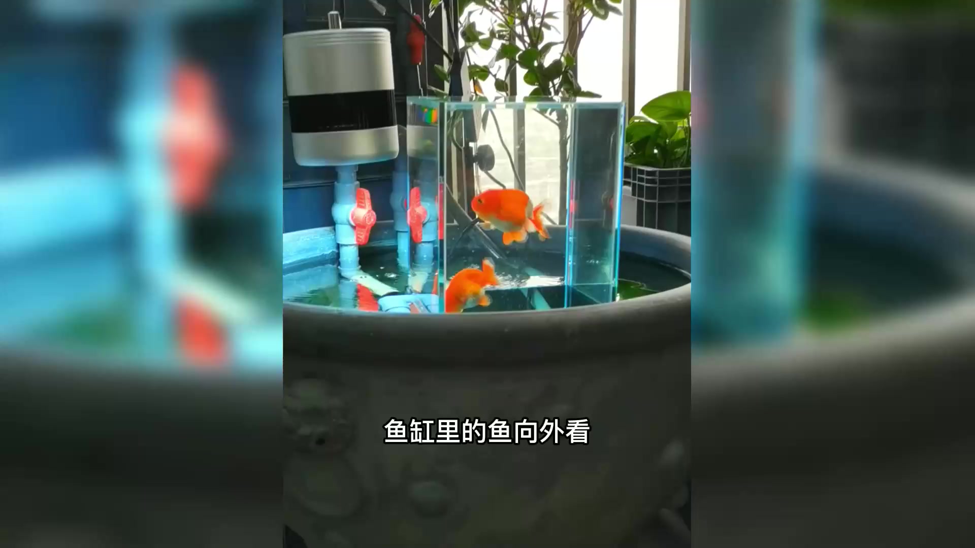 鱼缸里的金鱼飞上天!令人惊叹的升级鱼盆!