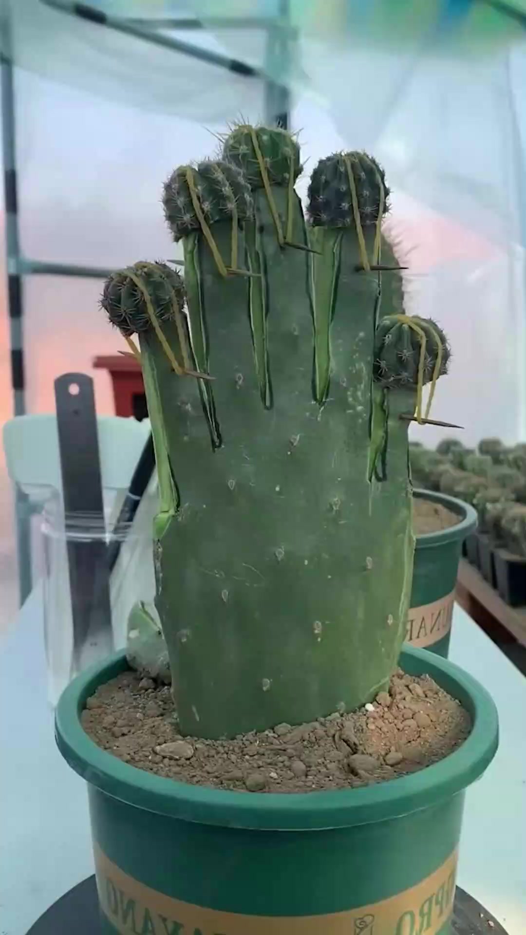 在仙人掌上嫁接仙人球,方法很简单一试就成!