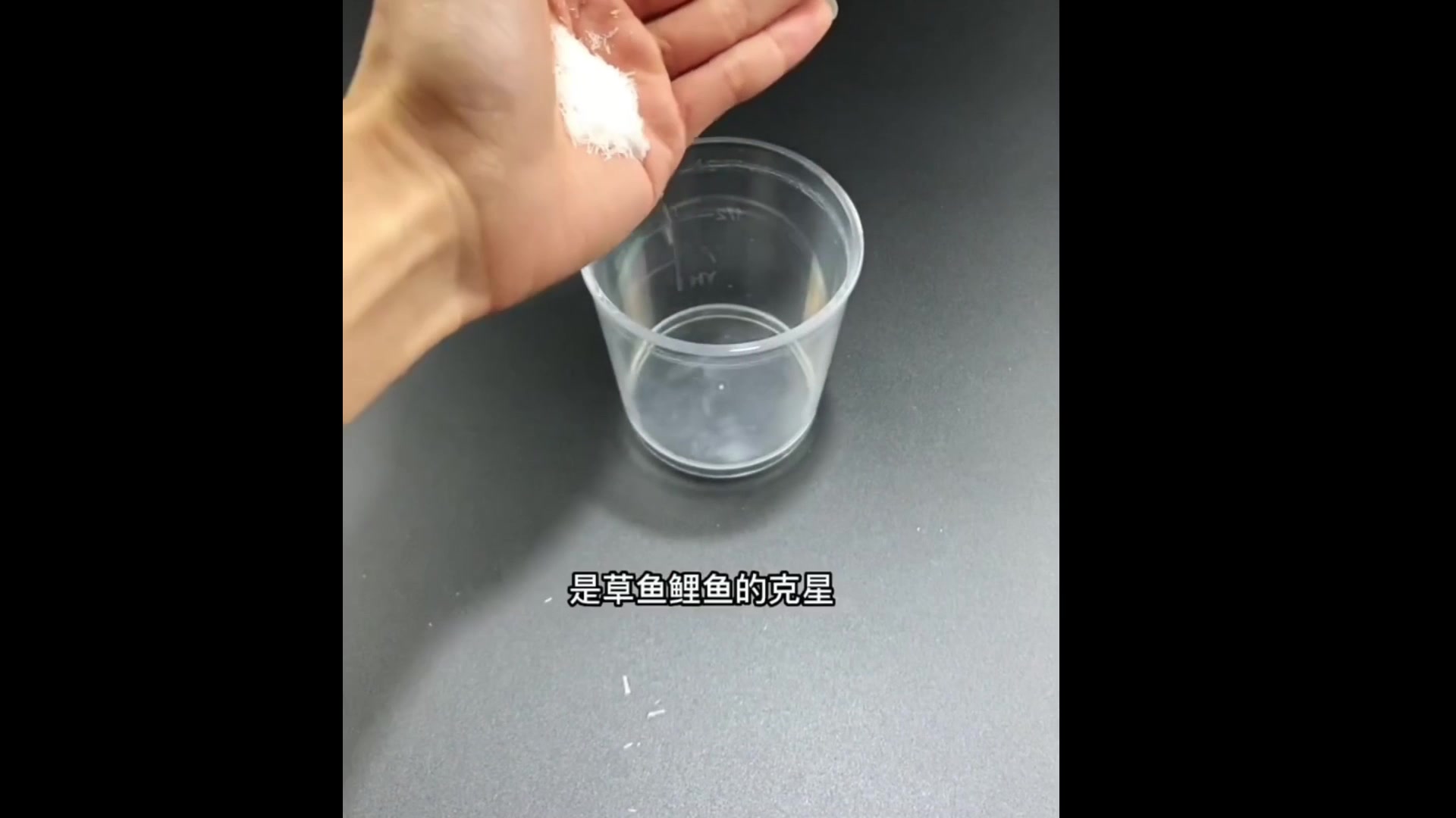 鲫鱼鲤鱼最爱吃的大蒜饵料