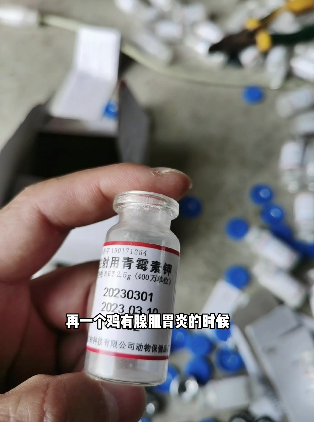 青霉素在养鸡中有哪些作用?