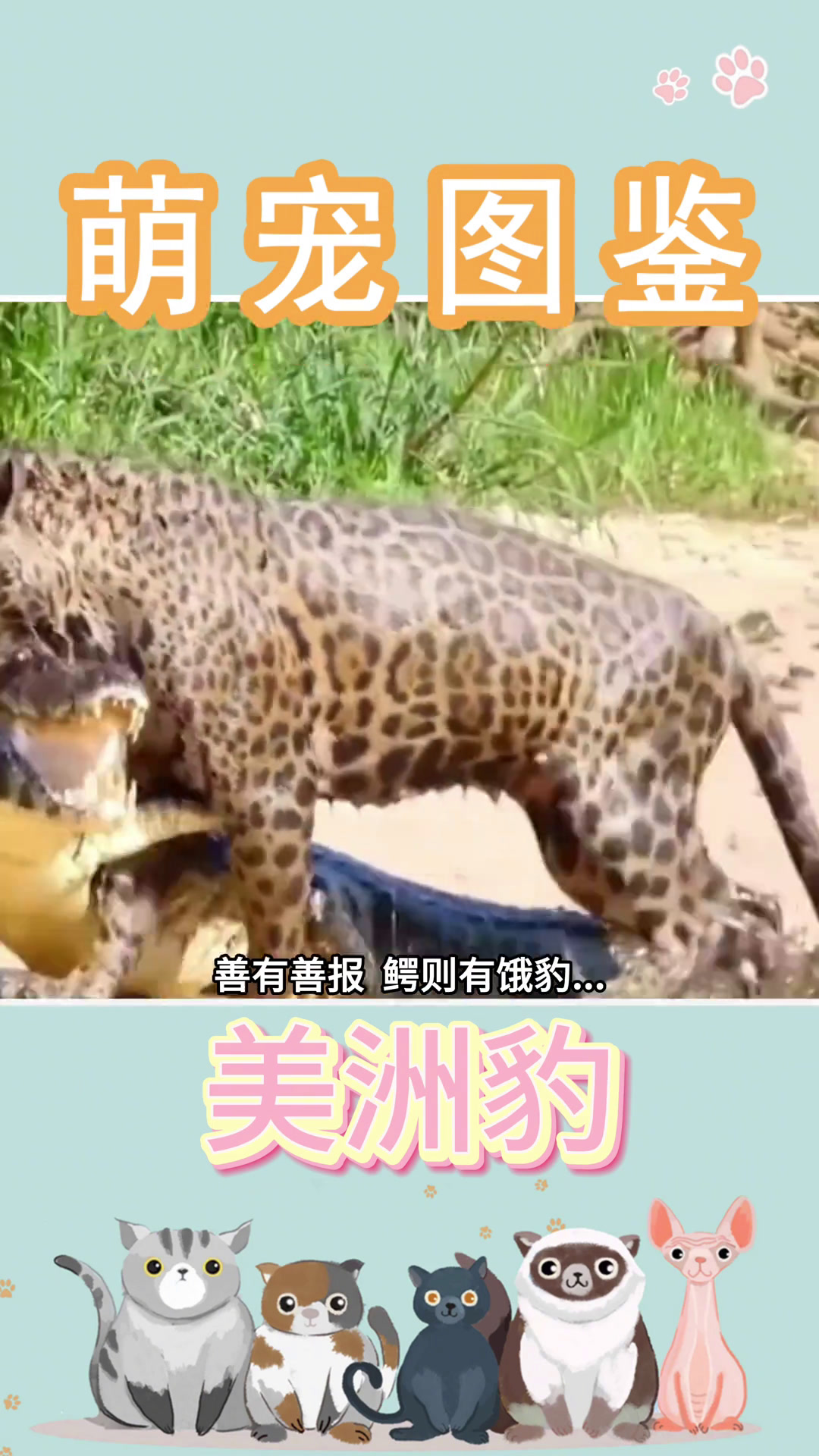 美洲豹,南美洲的霸主。美洲豹 美洲豹vs鳄鱼 豹 豹子 萌宠出道计划