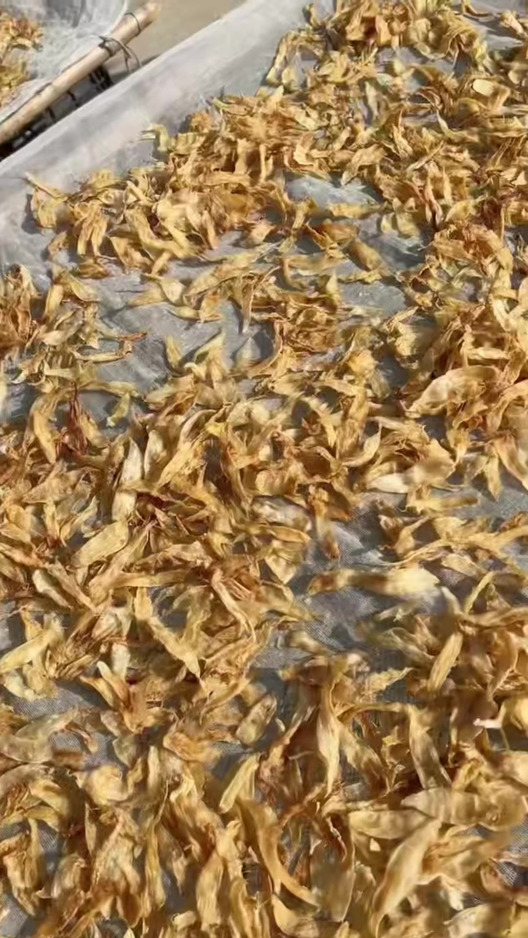 野生小小赤嘴胶胶质丰富