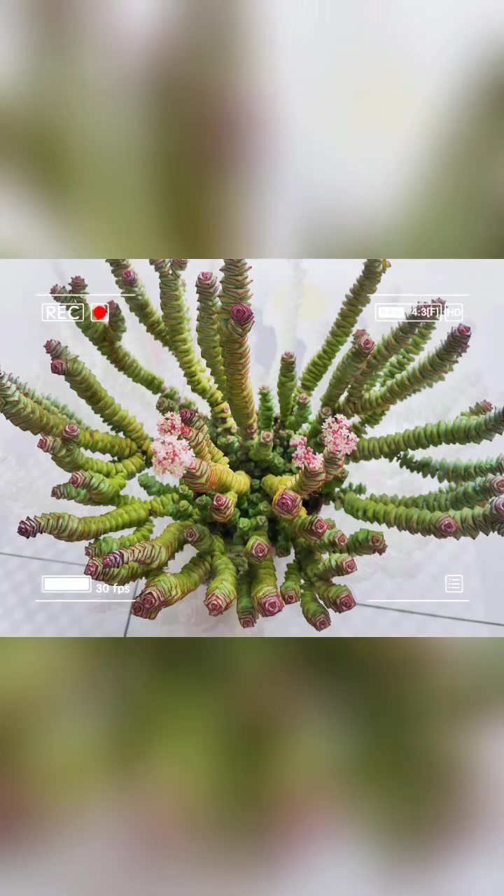 我的钱串子开花了