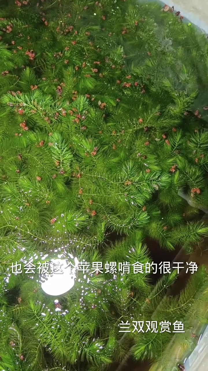 分享视频