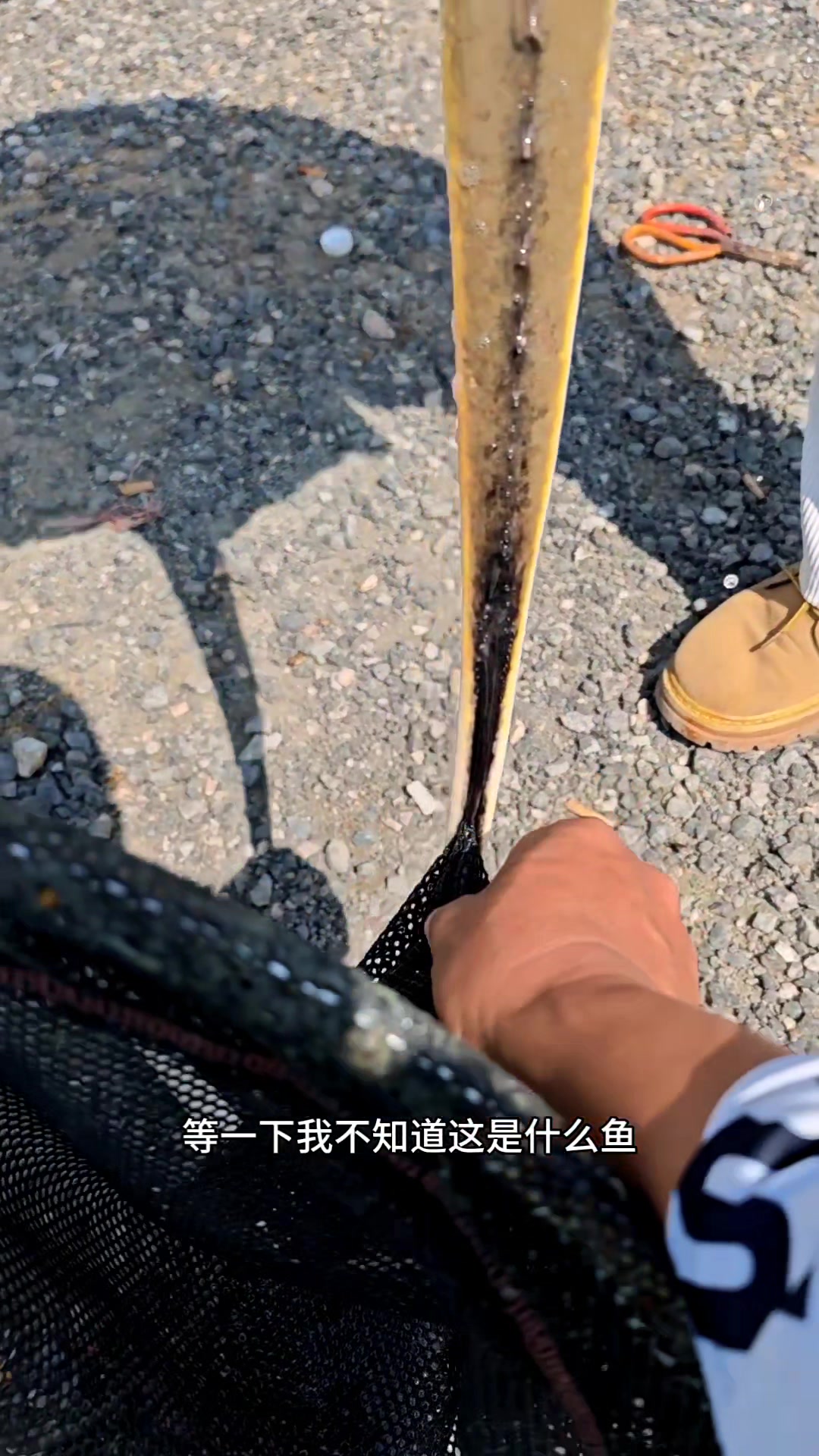 这是什么海鱼钓到了要小心尾巴有毒