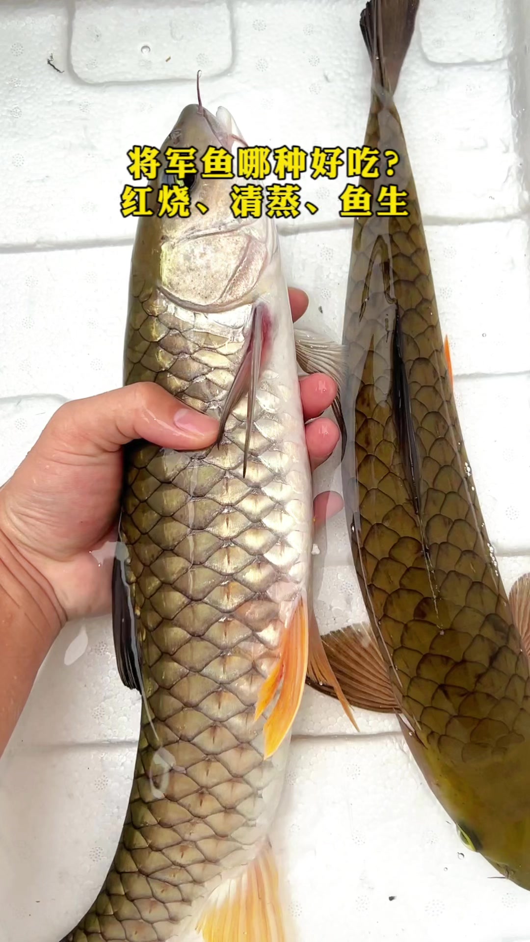 军鱼,淡水鱼生的好鱼