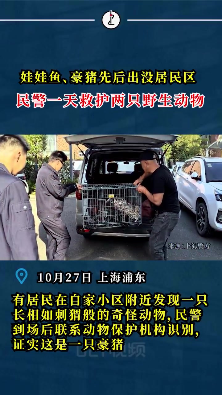 「豪猪、娃娃鱼接连出现!上海警方一天内解救2只水路兄弟」2023年10月27日,浦东公安接
