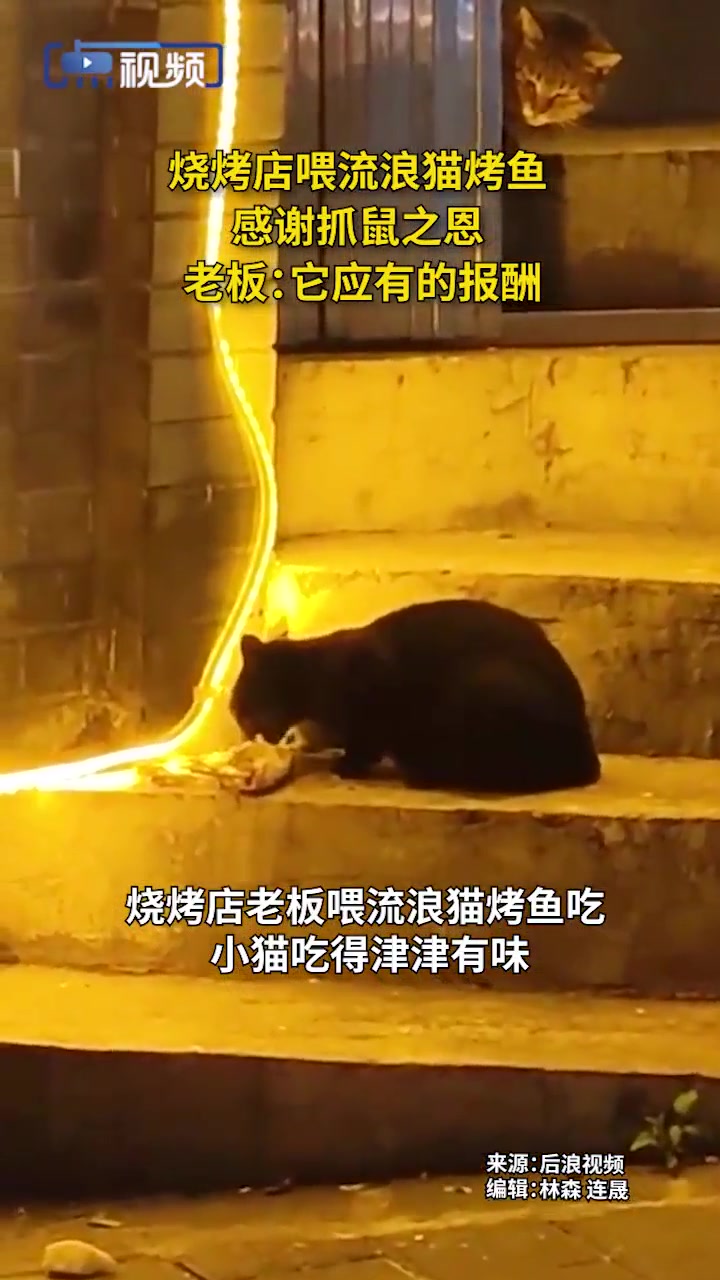 烧烤店喂流浪猫烤鱼感谢抓鼠之恩 老板:它应有的报酬