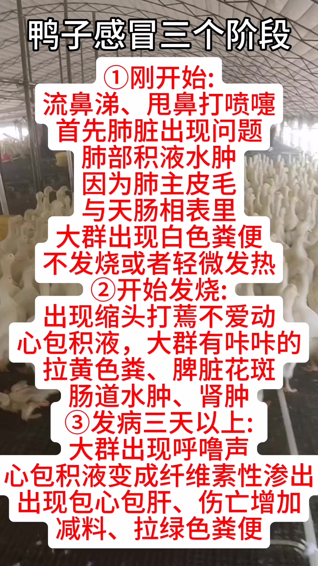 鸭子感冒的三个阶段