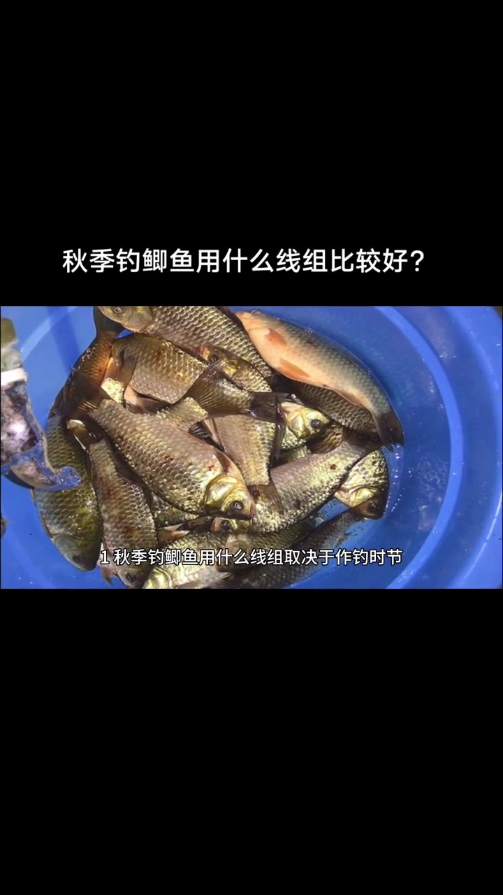秋季钓鲫鱼用什么线组比较好?