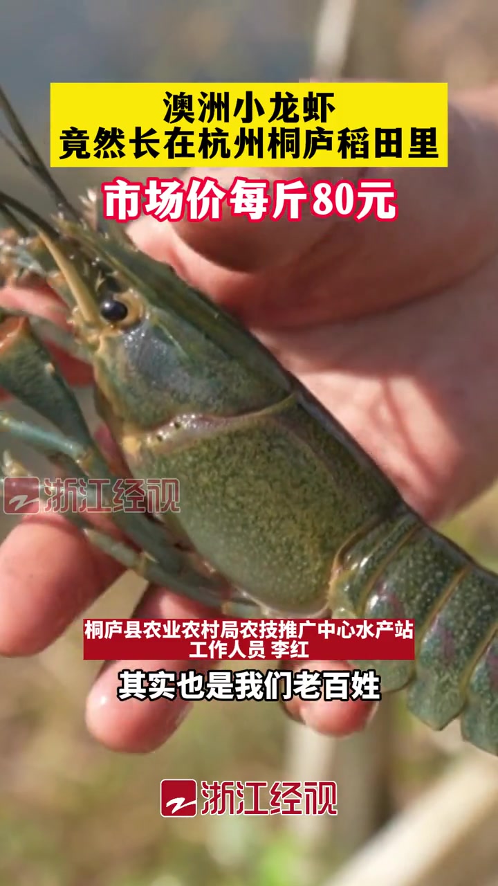 澳洲小龙虾竟然长在杭州桐庐稻田里,市场价每斤80元!你想尝尝吗?