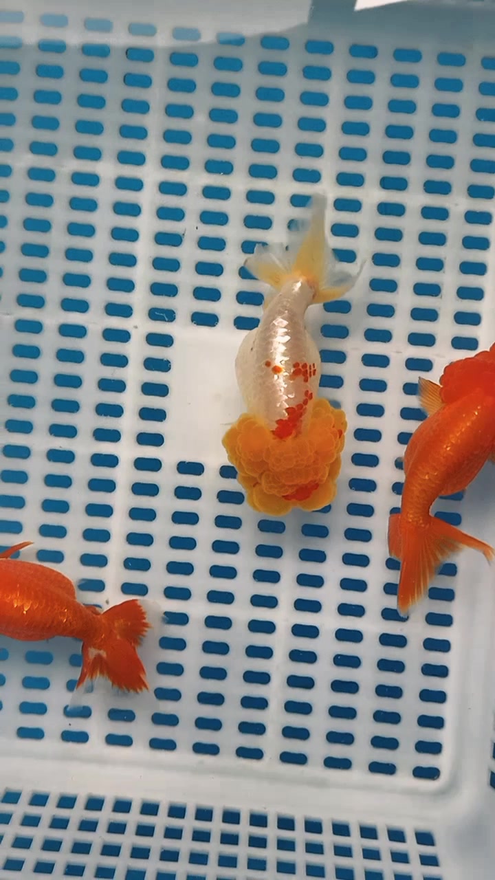 猫狮金鱼,你的梦中情鱼