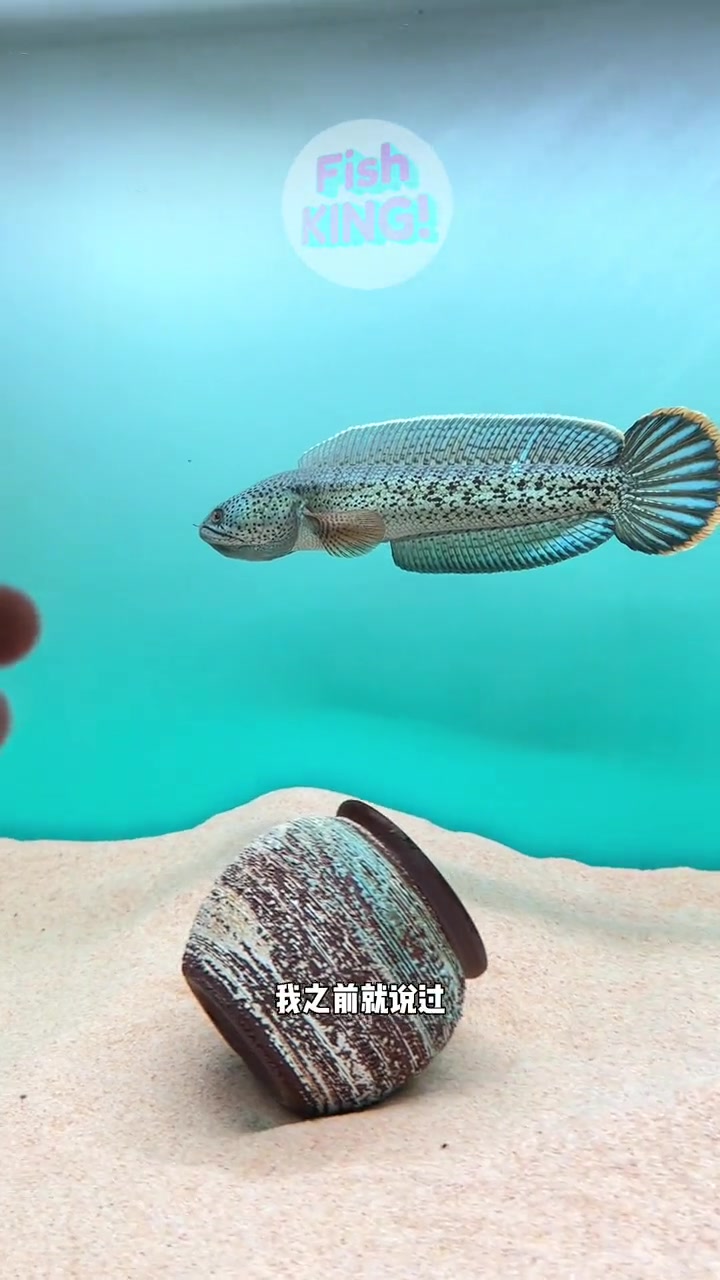 你养巴卡喜欢用什么背景呢?养鱼日记 雷龙鱼 巴卡雷龙 鱼缸造景 鱼缸里的大自然