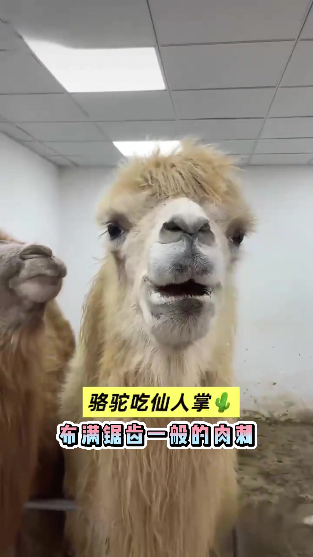骆驼特殊的口腔结构优势,是骆驼能够食用仙人掌的重要原因