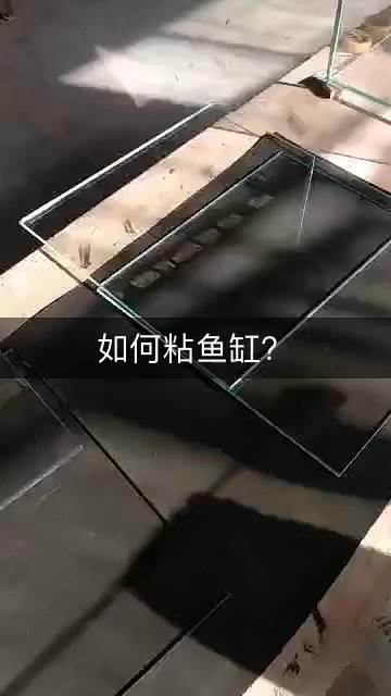 如何粘鱼缸?养鱼日记