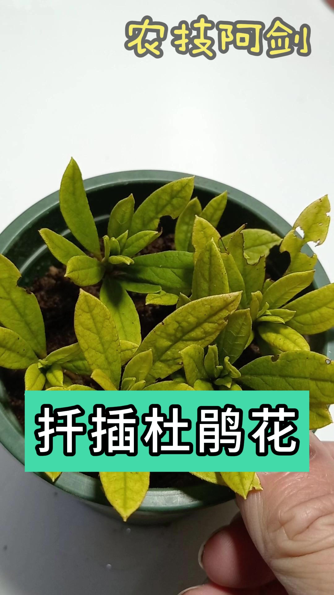 分享杜鹃花扦插技术
