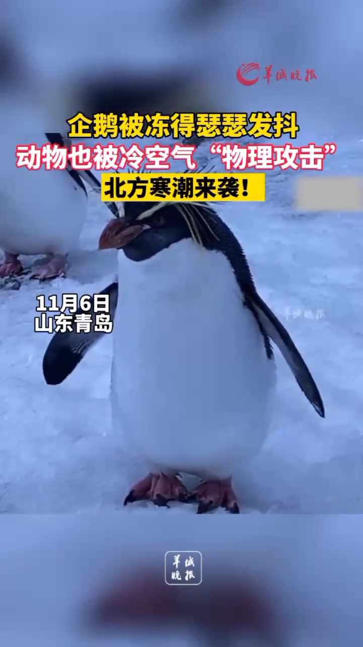寒潮来袭!企鹅也被冻得瑟瑟发抖 寒潮来袭 企鹅