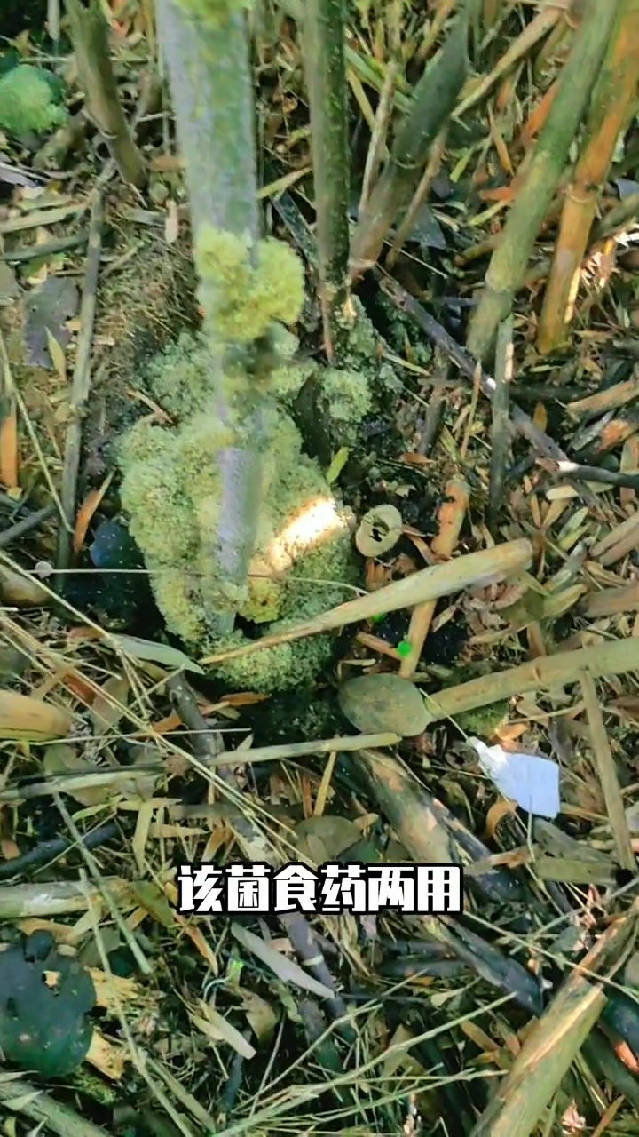 被称为竹燕窝的珍贵野生菌:海绵胶煤炱菌 萌知计划 野生菌 捡菌子 大自然的馈赠 好吃到停不