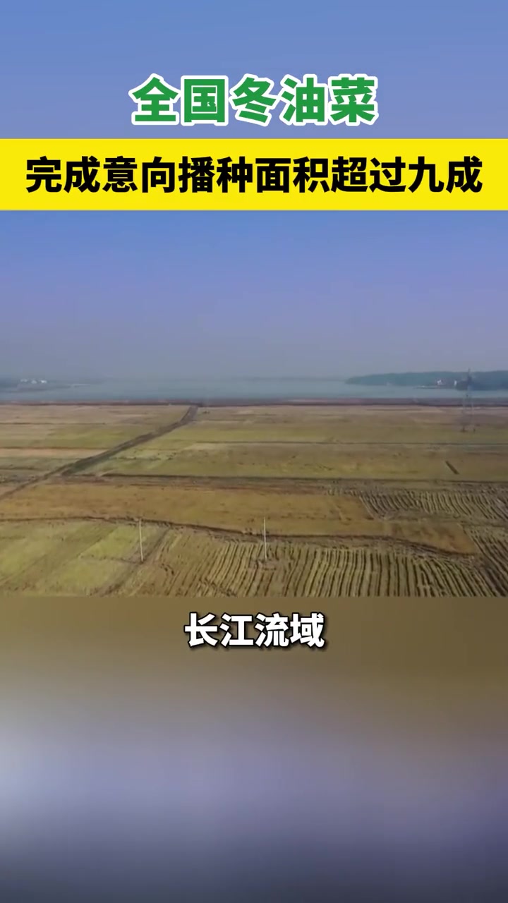 全国冬油菜完成意向播种面积超过九成 冬油菜 农业