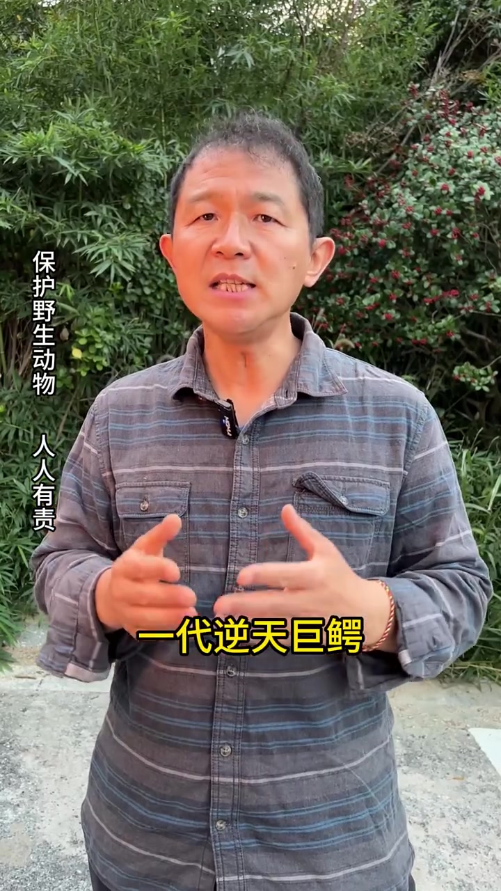 冤死的吉尼斯世界纪录认证的世界最大鳄鱼湾鳄洛龙,鳄生是怎么过的?