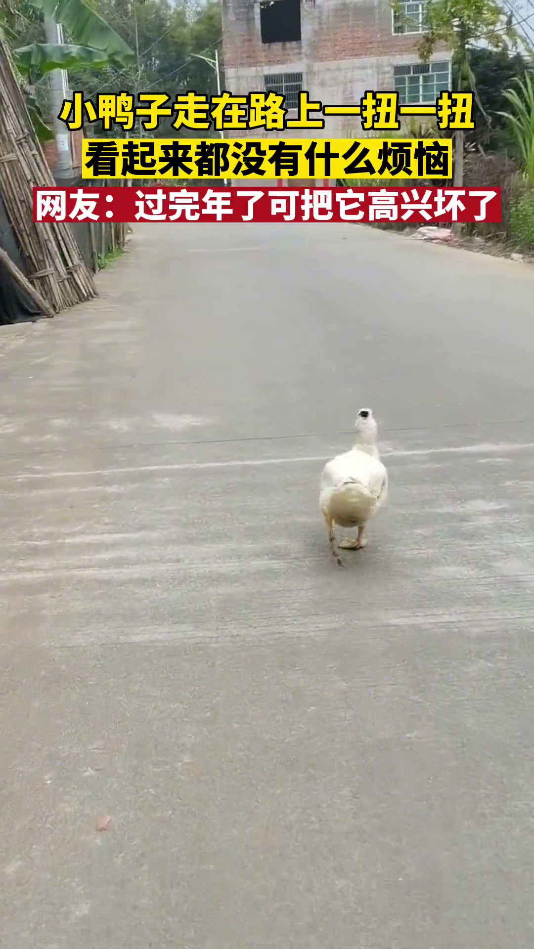 小鸭子走在路上一扭一扭,看起来没什么烦恼,网友:走路的姿势像极了年收入过百万。来源椒颜 走