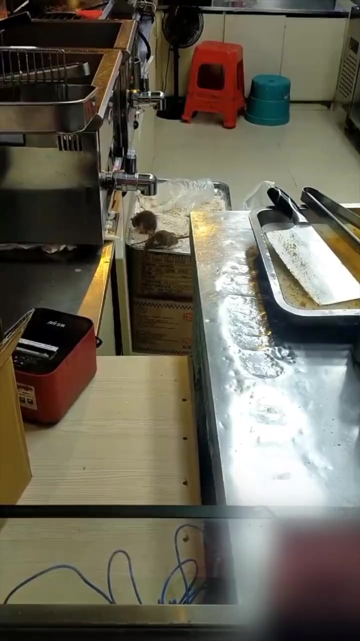 市监局回应正新鸡排店成群老鼠乱窜偷吃:已停业整顿,将立案调查