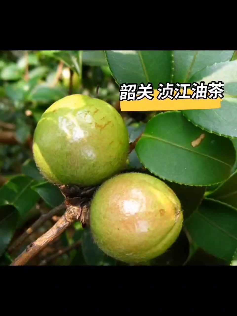 立冬“食”全大补,解锁广东风物养生吃法