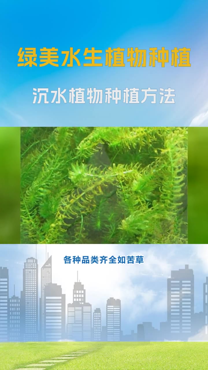 沉水植物的生态作用 沉水植物种植方法 适合鱼池的沉水植物