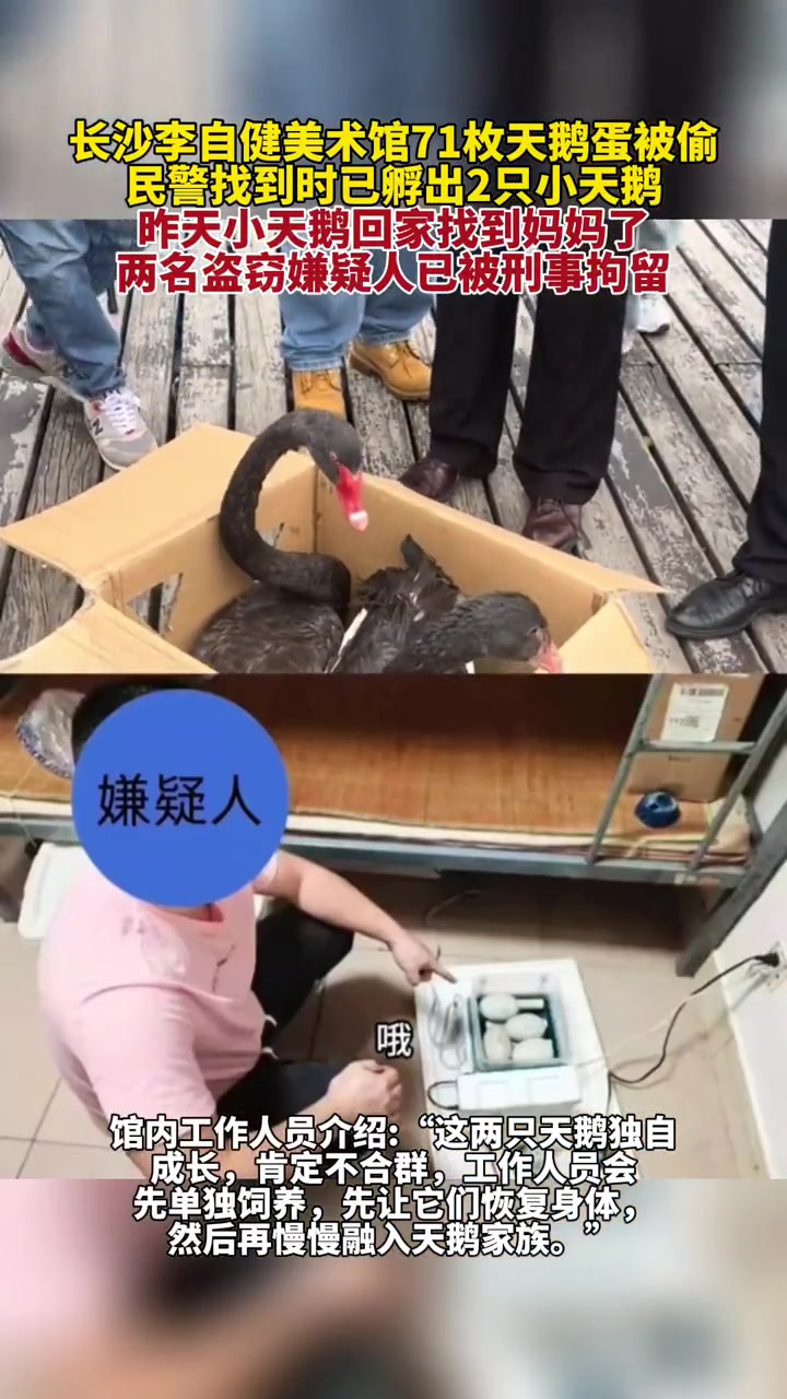 长沙李自健美术馆71枚天鹅蛋被偷,民警找到时已孵出2只小天鹅,昨天小天鹅回家找到妈妈了。目