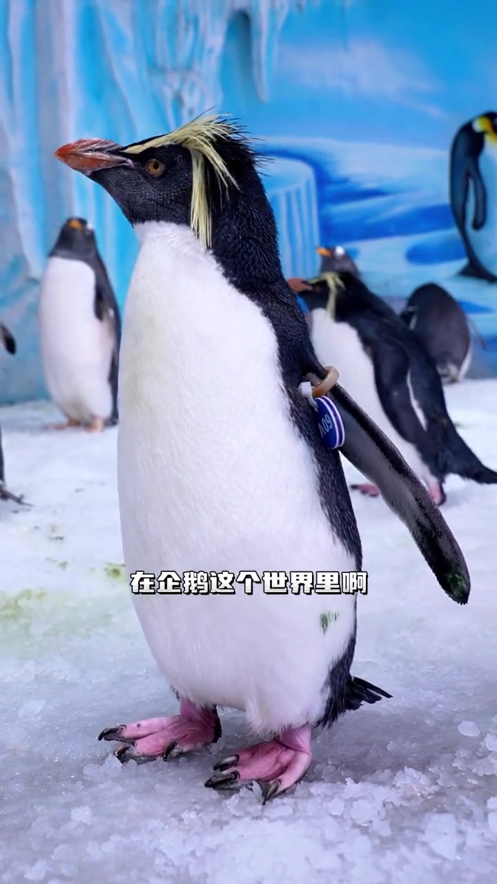 有人叫我杀马特,那可真是误会我啦 杀马特企鹅 企鹅