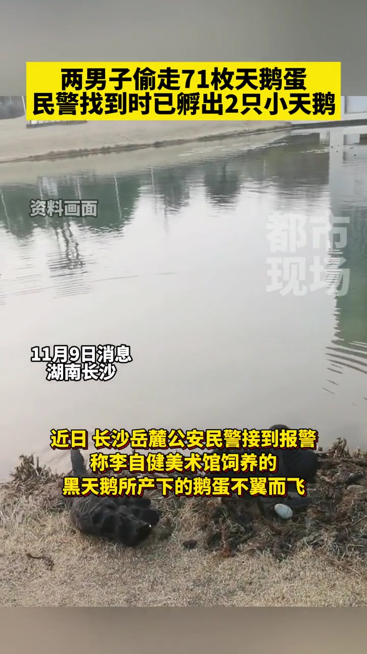长沙李自健美术馆71枚天鹅蛋被偷,民警找到时已孵出2只小天鹅 奇葩 黑天鹅