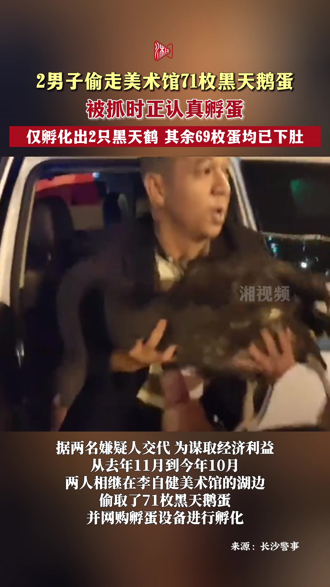 2男子偷走美术馆71枚黑天鹅蛋,被抓时正认真孵蛋