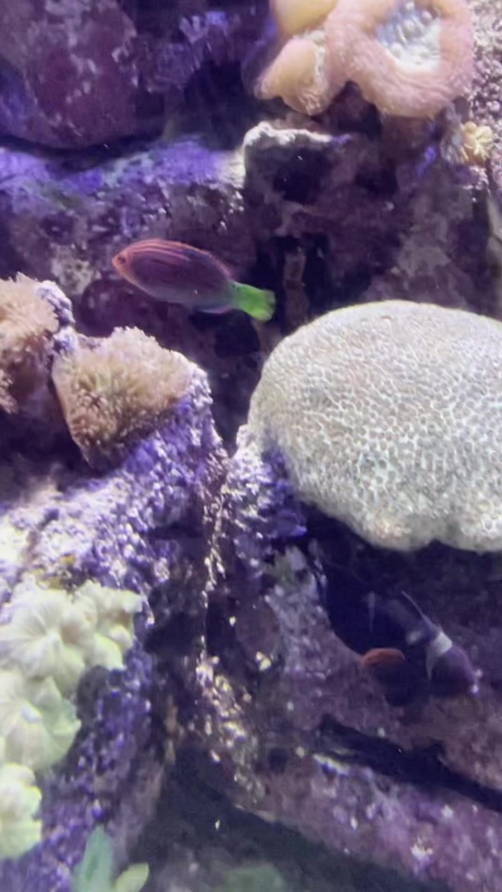 亚特兰蒂斯酒店的水族馆里的鱼很好看