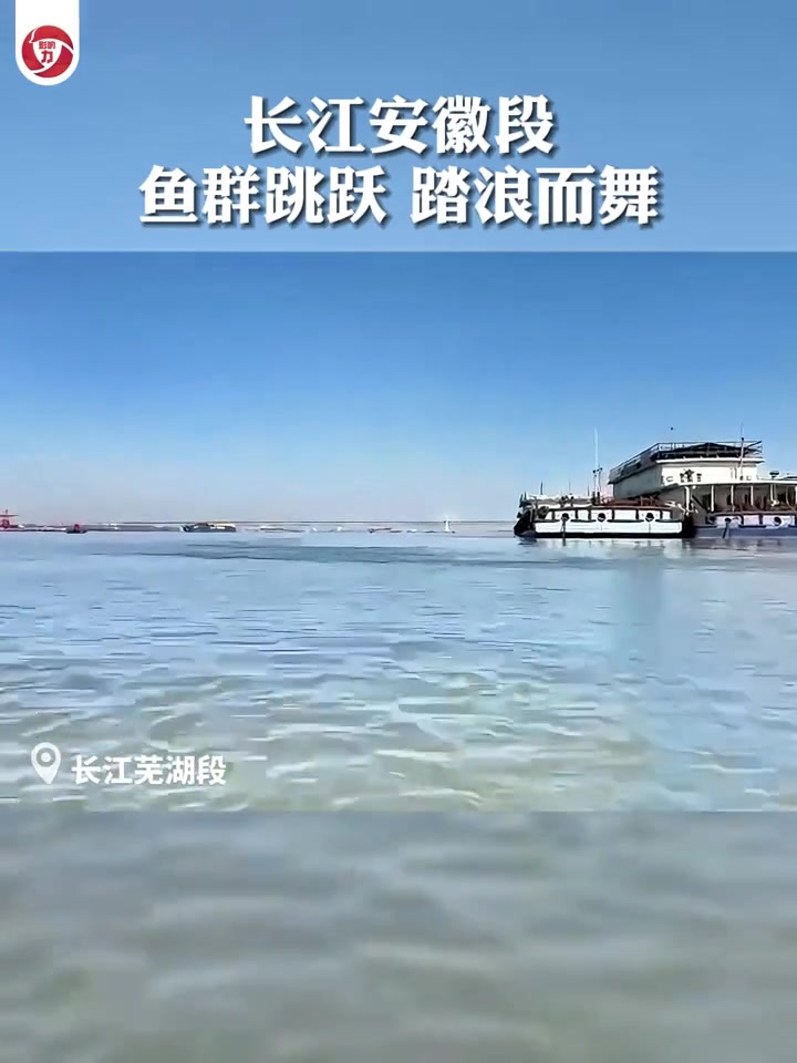 长江安徽段:鱼群跳跃 踏浪而舞 全国广电新媒体集结发光