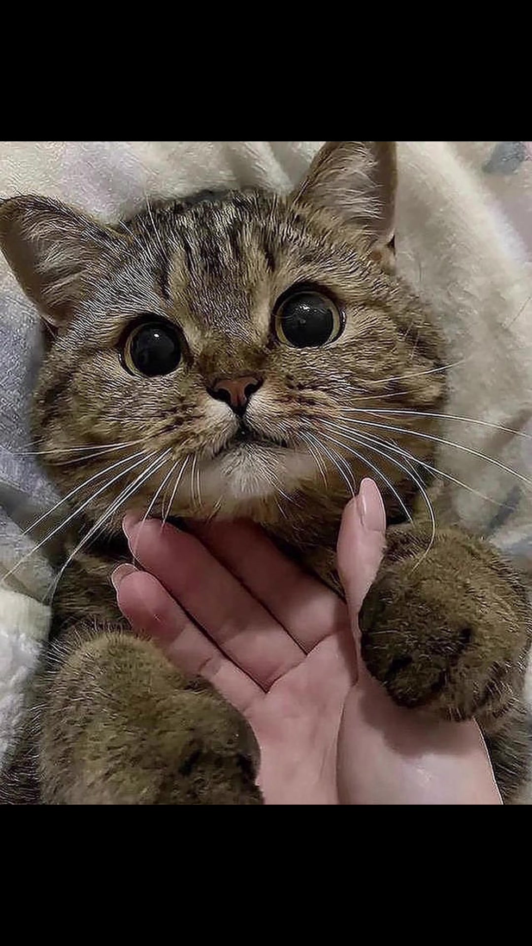 可爱的猫咪头像简直萌化了