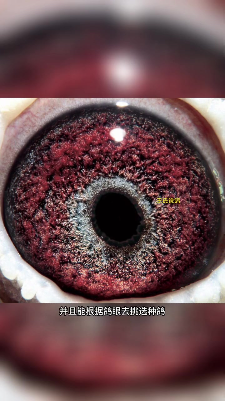 养鸽人 信鸽赛鸽 职业赛鸽 鸽子 种鸽和赛鸽的最大区别