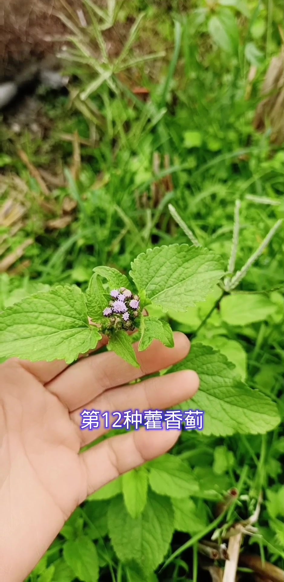 乡间小草,既是野菜,也是中草药