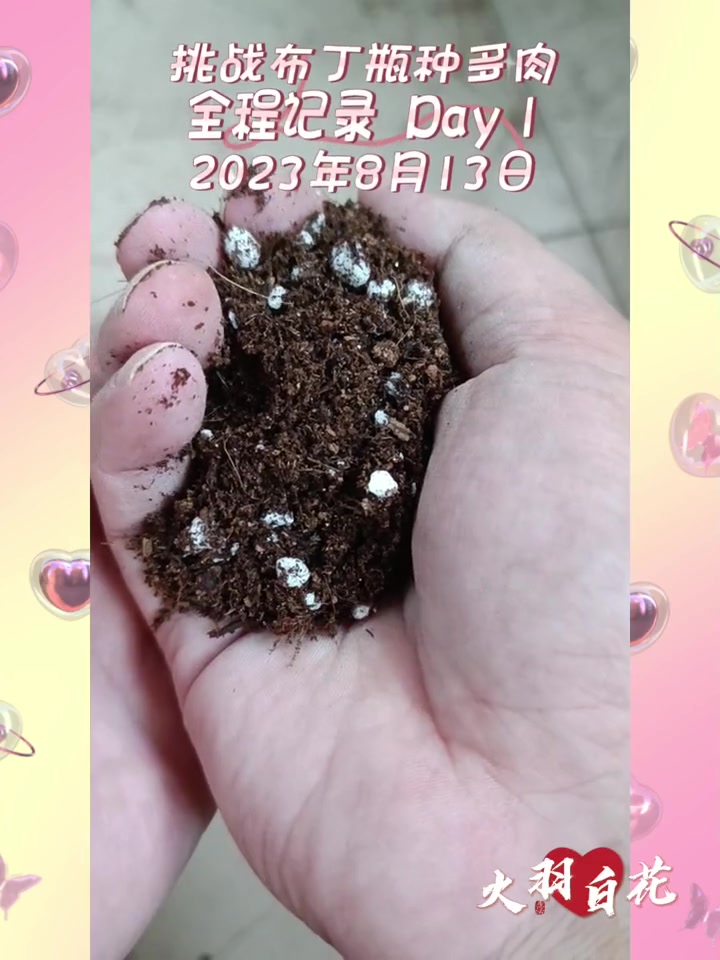 挑战布丁瓶种多肉全程记录 Day 12023年8月13日 多肉 玻璃瓶种多肉 营养土 蛭石