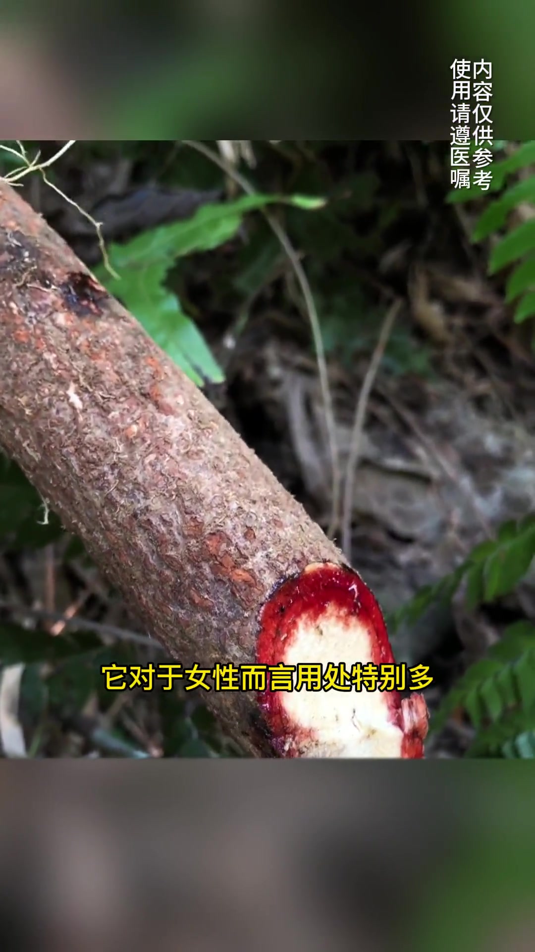 这种会流血的植物你认识吗?鸡血藤 中药饮片 中草药 药采够