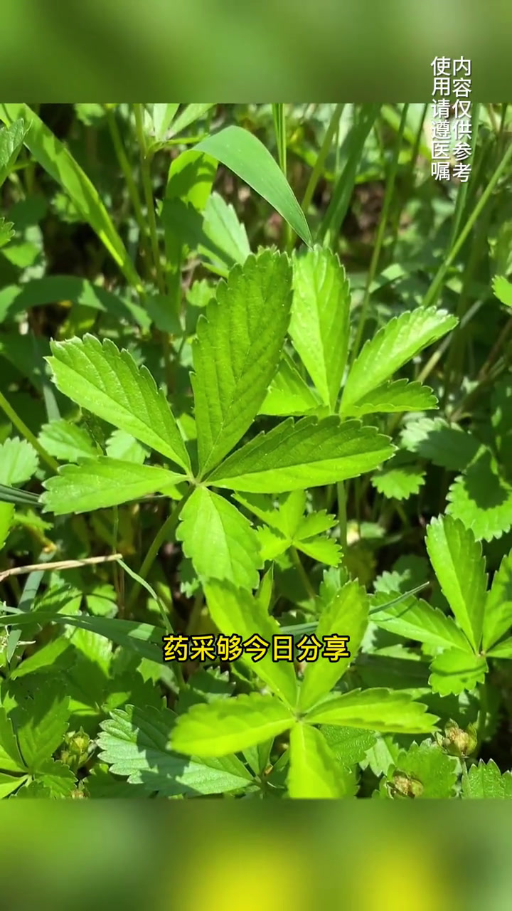 五皮风,它的价值厉害了,你见过这种植物吗?五皮风 蛇含委陵菜 中药材 植物科普 药采够
