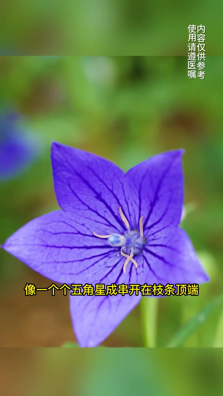 用桔梗做的泡菜你吃过吗?识百草 植物科普 中草药知识 桔梗 药采够