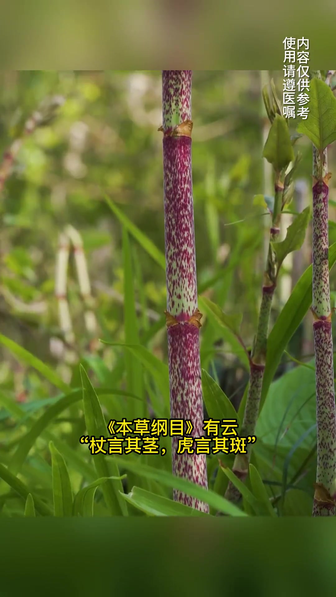 虎杖,俗称“酸筒杆”,是很多人小时候的美食。中草药知识 识百草 植物科普 药用植物 药采够