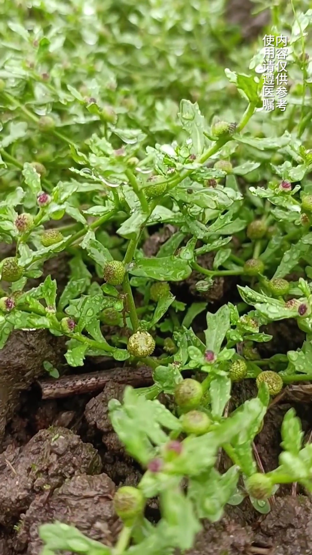 鹅不食草的学名叫做“石胡荽”,属于菊科植物,在乡村的田间地头,鹅不食草随处可见。你的家乡有