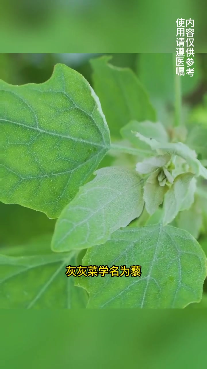 灰灰菜,你们那里叫它什么呢?中草药知识 灰灰菜 野菜 植物科普 药采够
