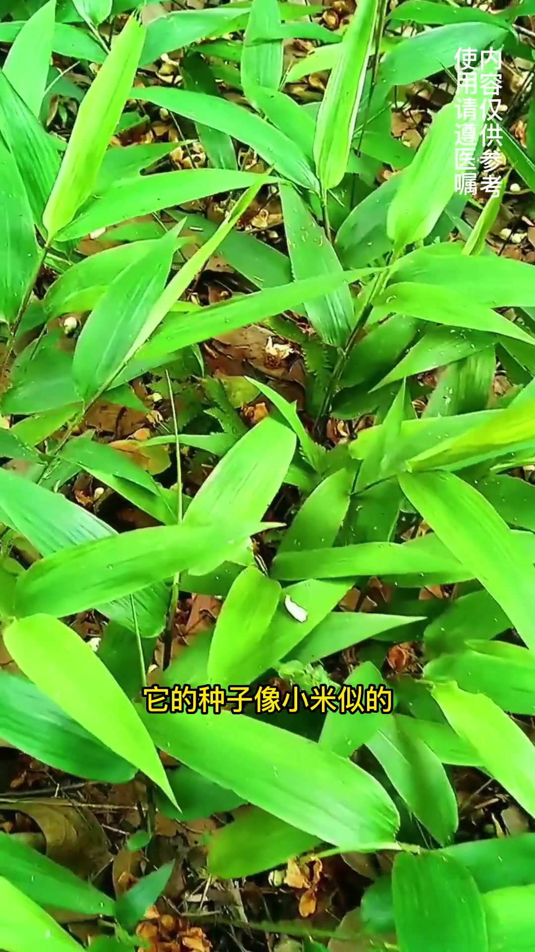 夏季,最适合用淡竹叶泡水。淡竹叶 中草药 药采够
