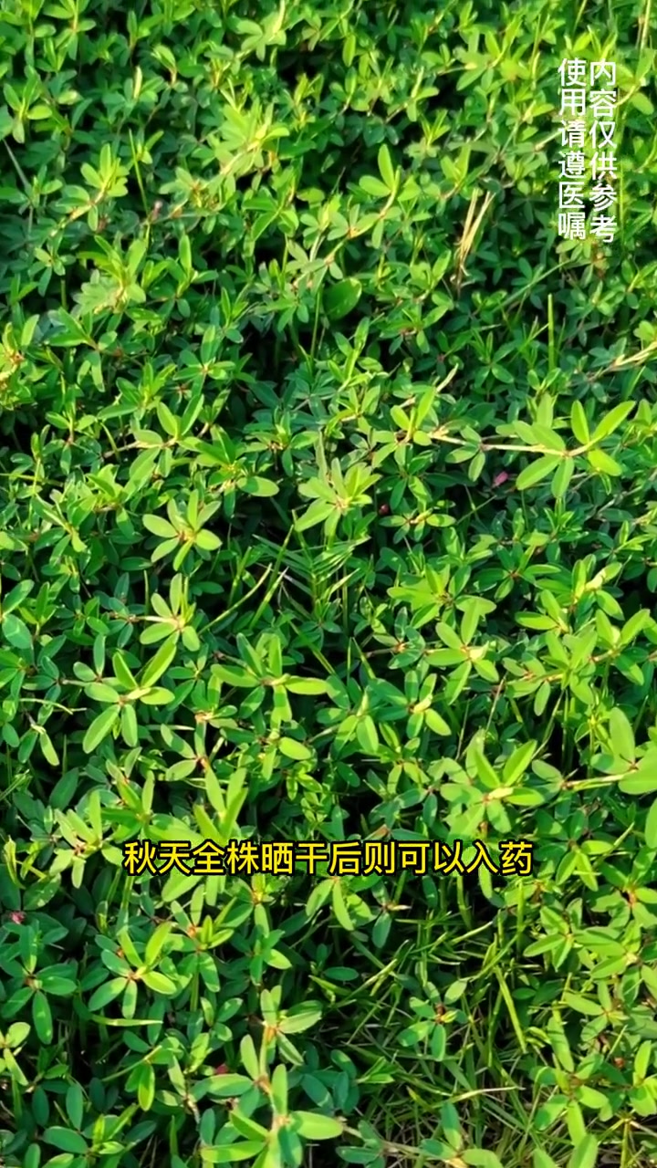 鸡眼草,是农村很常见的一种野草,但是好多人不知道其价值,你认识它吗?鸡眼草 识百草 中草药