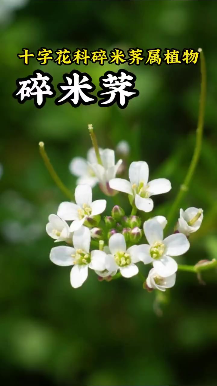 荠菜家族的成员 碎米荠 你见过吗?中草药 识百草 药采够