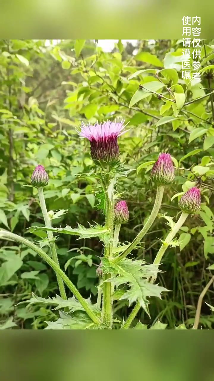 大蓟,菊科蓟属多年生草本,也叫大刺儿菜,你们那里叫它什么呢?中药材 识百草 药采够