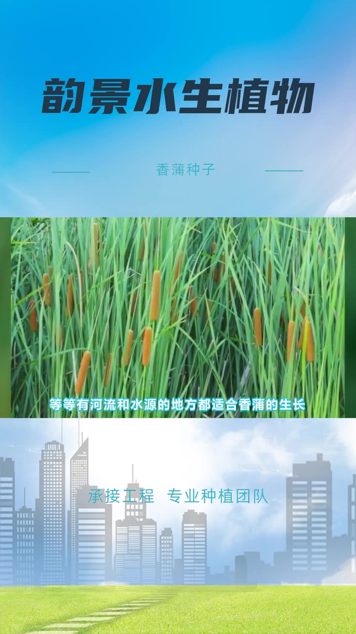 香蒲苗多少钱 香蒲种子 批发香蒲